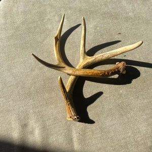 Deer antlers